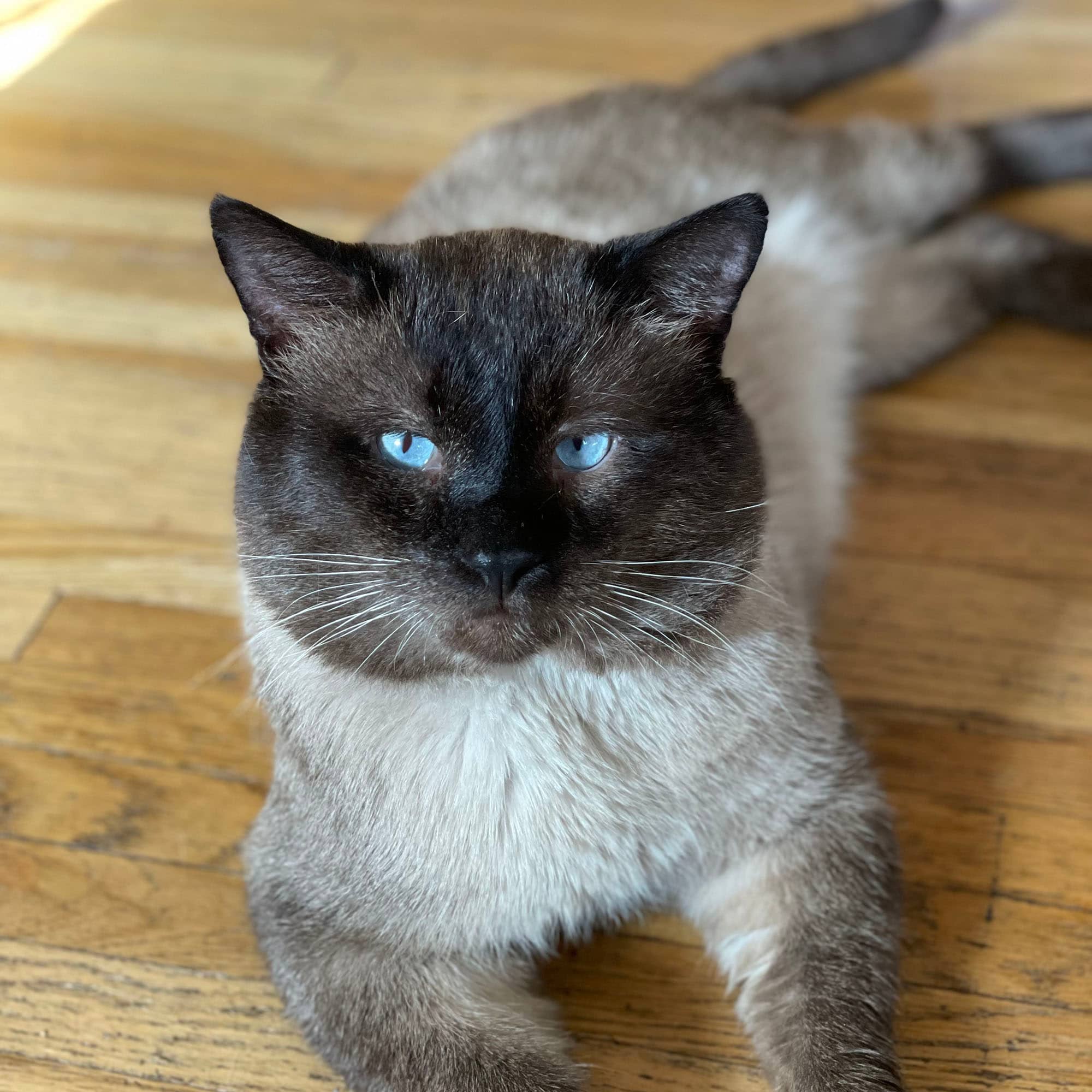 A white and black cat with blue eyes lying on a hardwood floor.