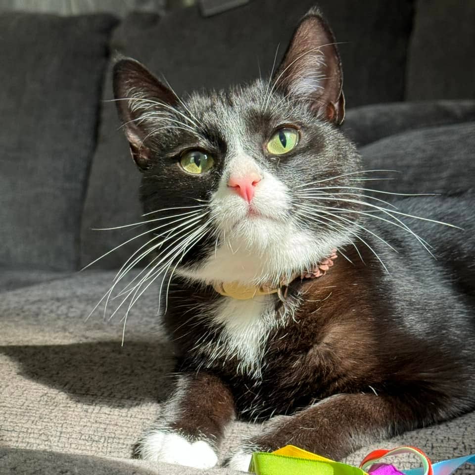 A white and black cat lying on a sofa with a cat toy nearby.