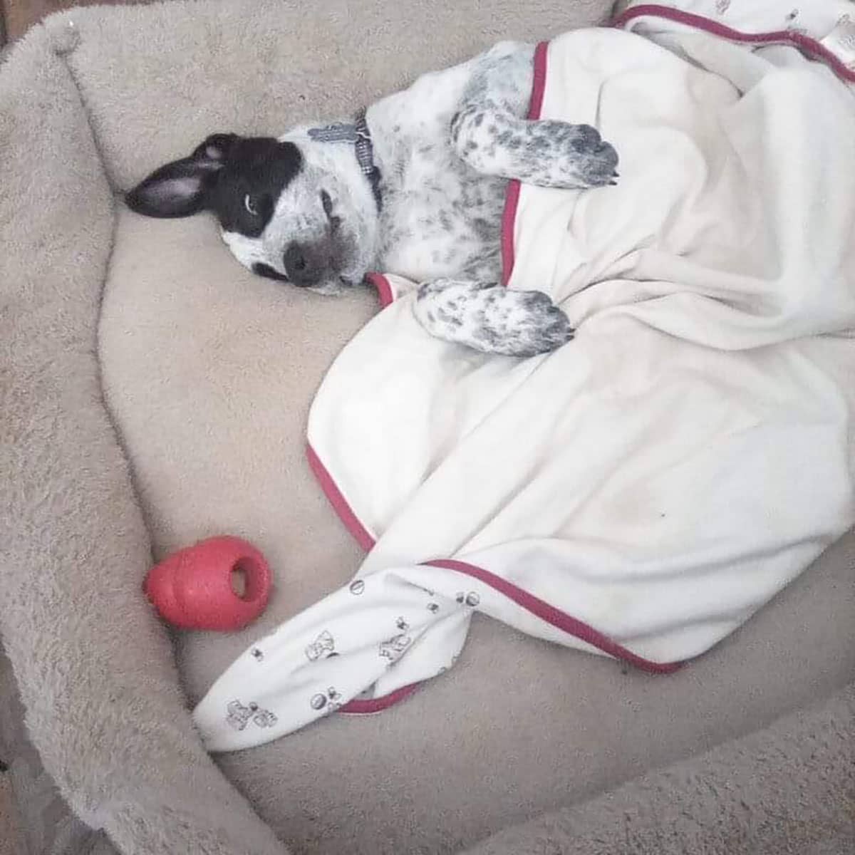 A white and black dog lying in a dog bed on its back under a white blanket.