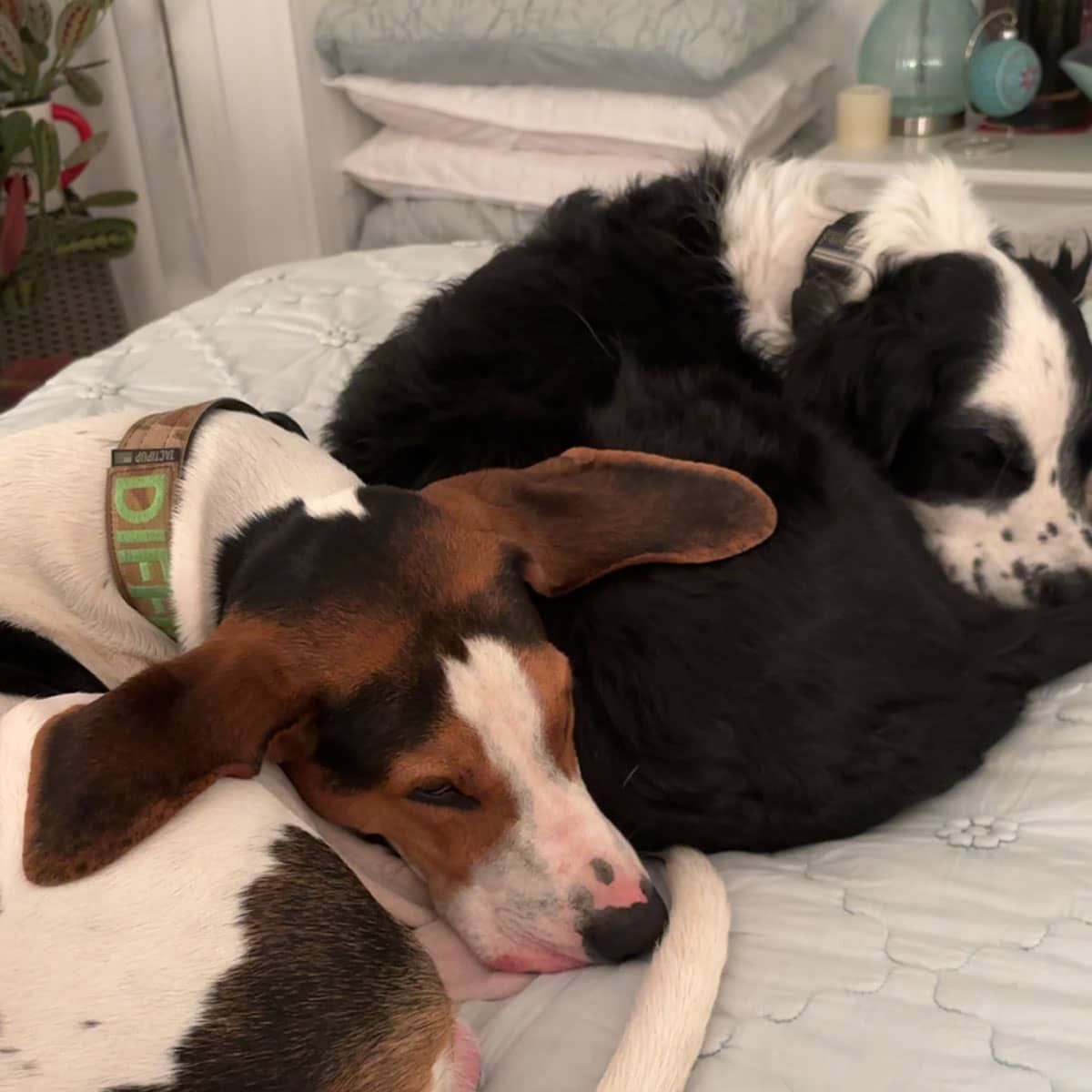 A white, black and tan dog lying on a bed sleeping next to a white and black dog.