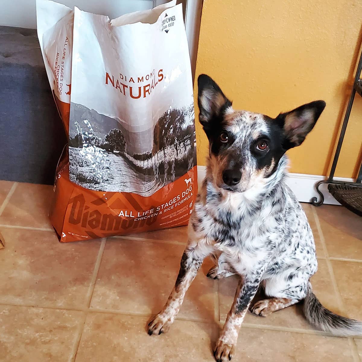 A white, black and tan dog sitting on the floor next to a bag of Diamond Naturals All Life Stages Dog Chicken and Rice Formula.