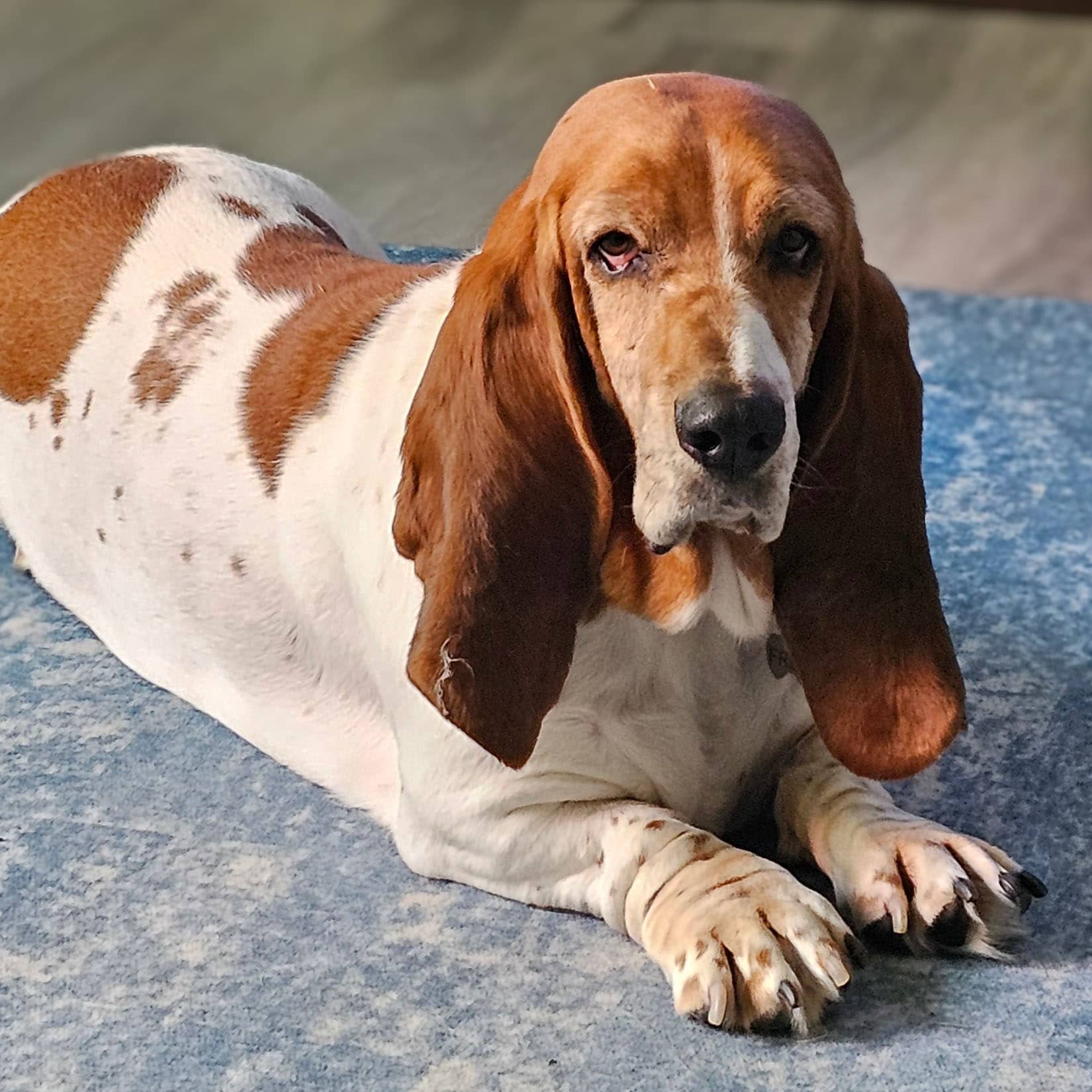 A white and brown basset hound lying on a blue rug.