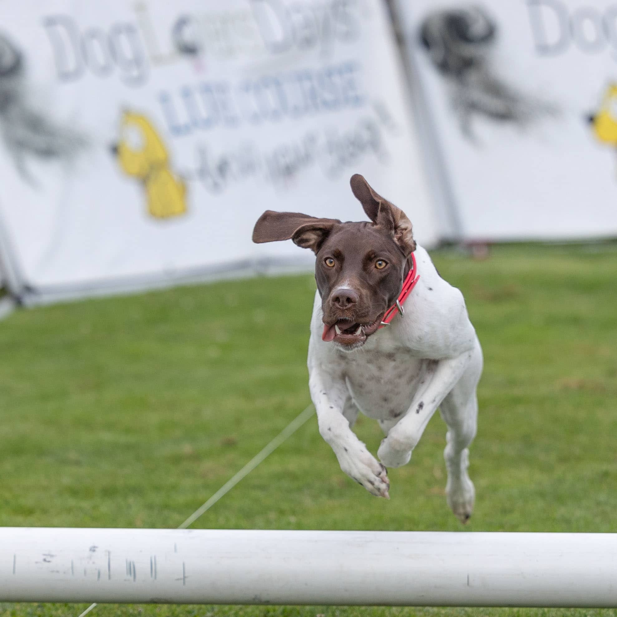 A white and brown dog sprinting through the air towards a bar jump.