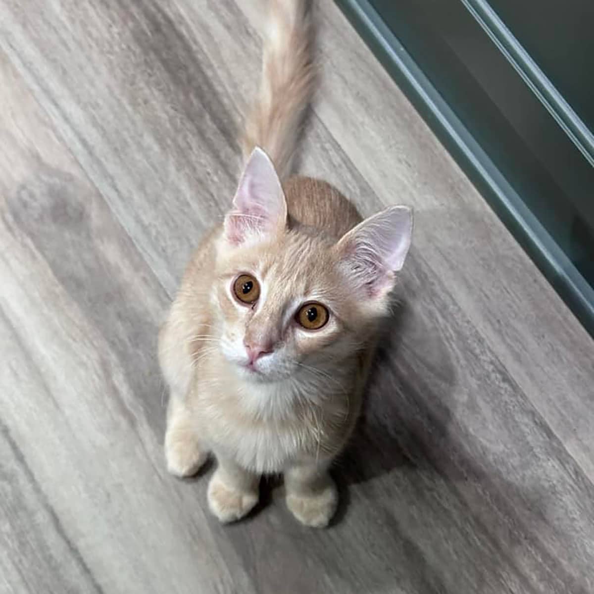 A white and tan kitten sitting on the floor looking up.