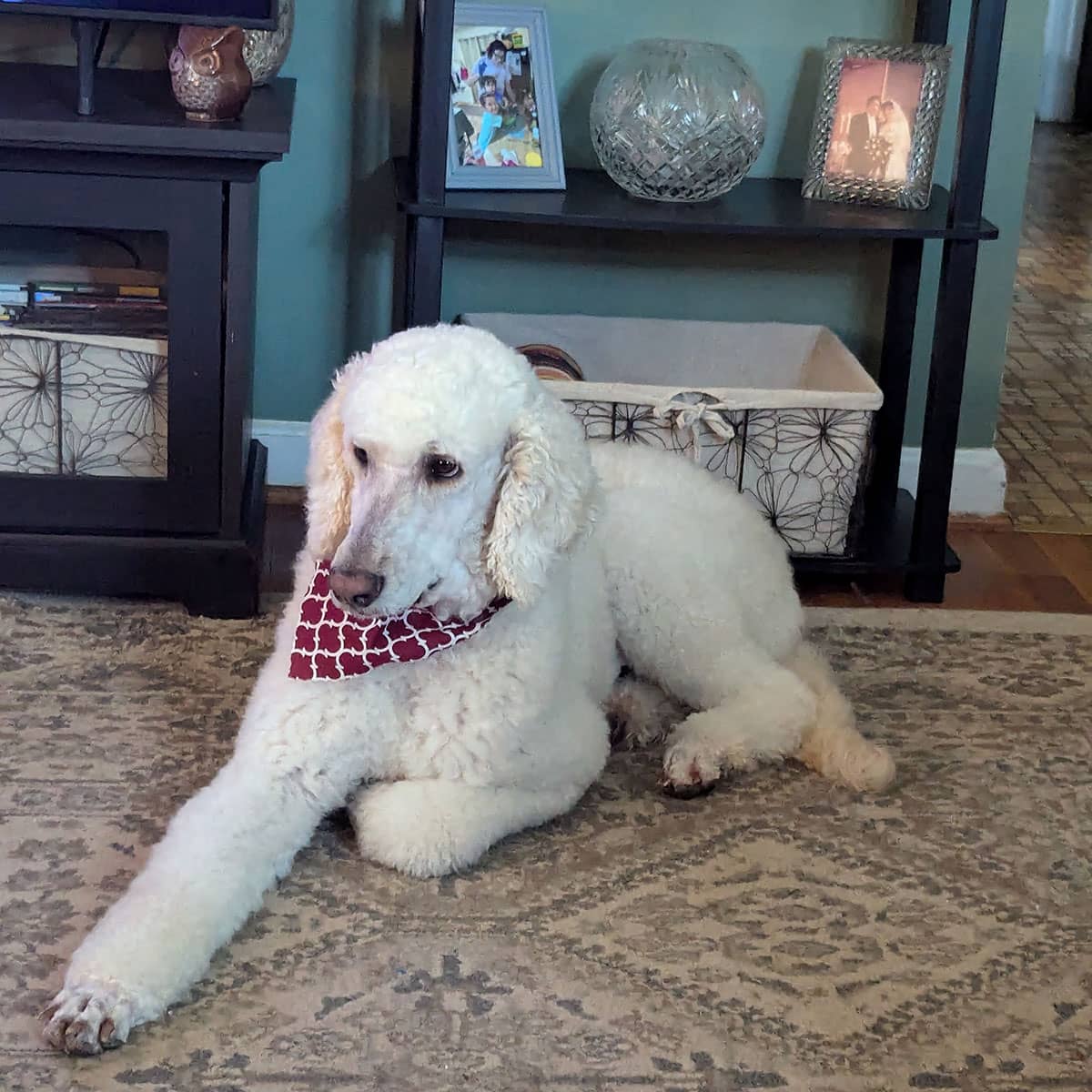 A white poodle wearing a red bandana around its neck while lying on a rug in a living room.