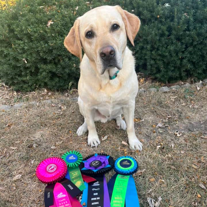 A yellow Labrador dog standing outside with various award ribbons lying on the ground in front of him.