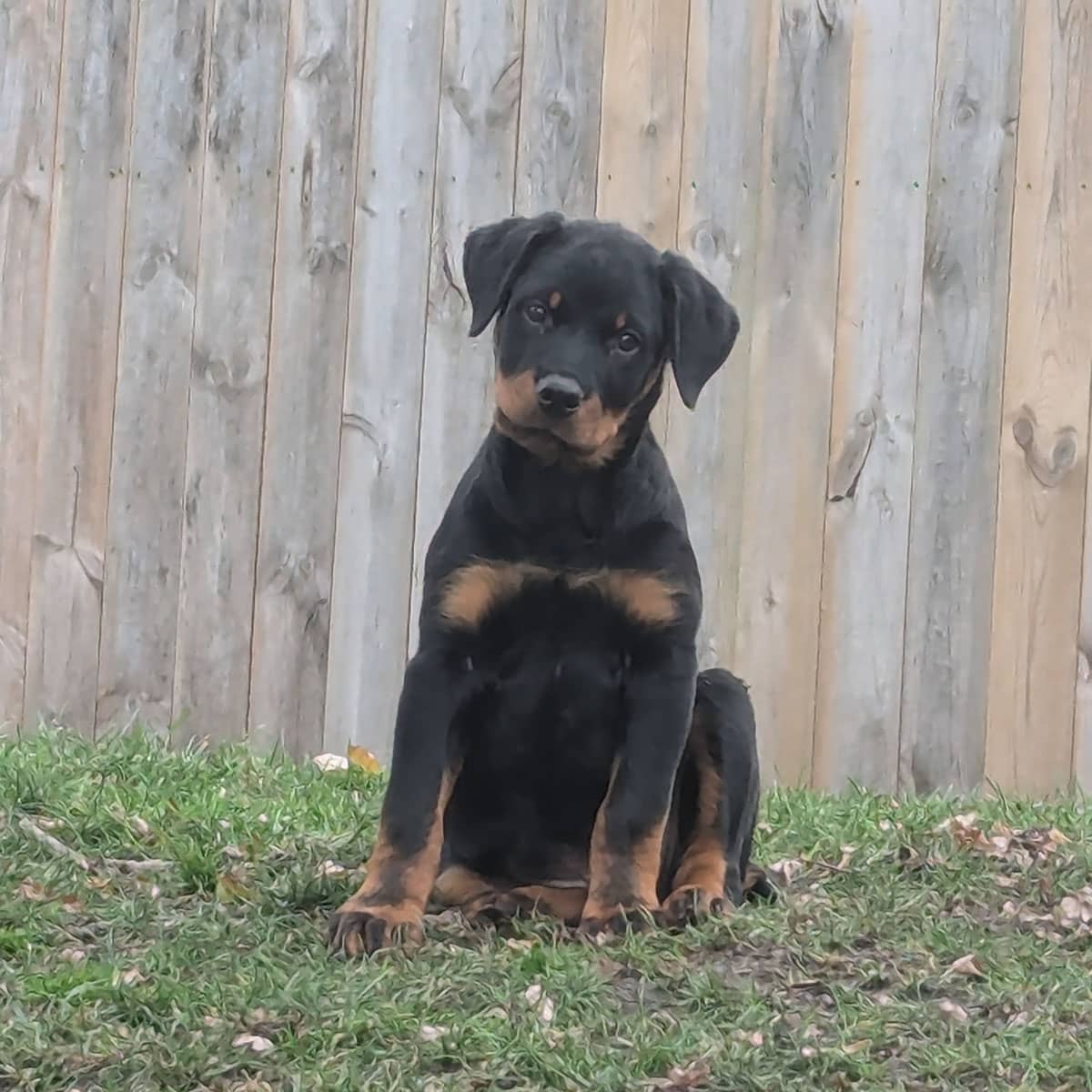 A young black and tan puppy sitting in the grass in front of a wooden fence.