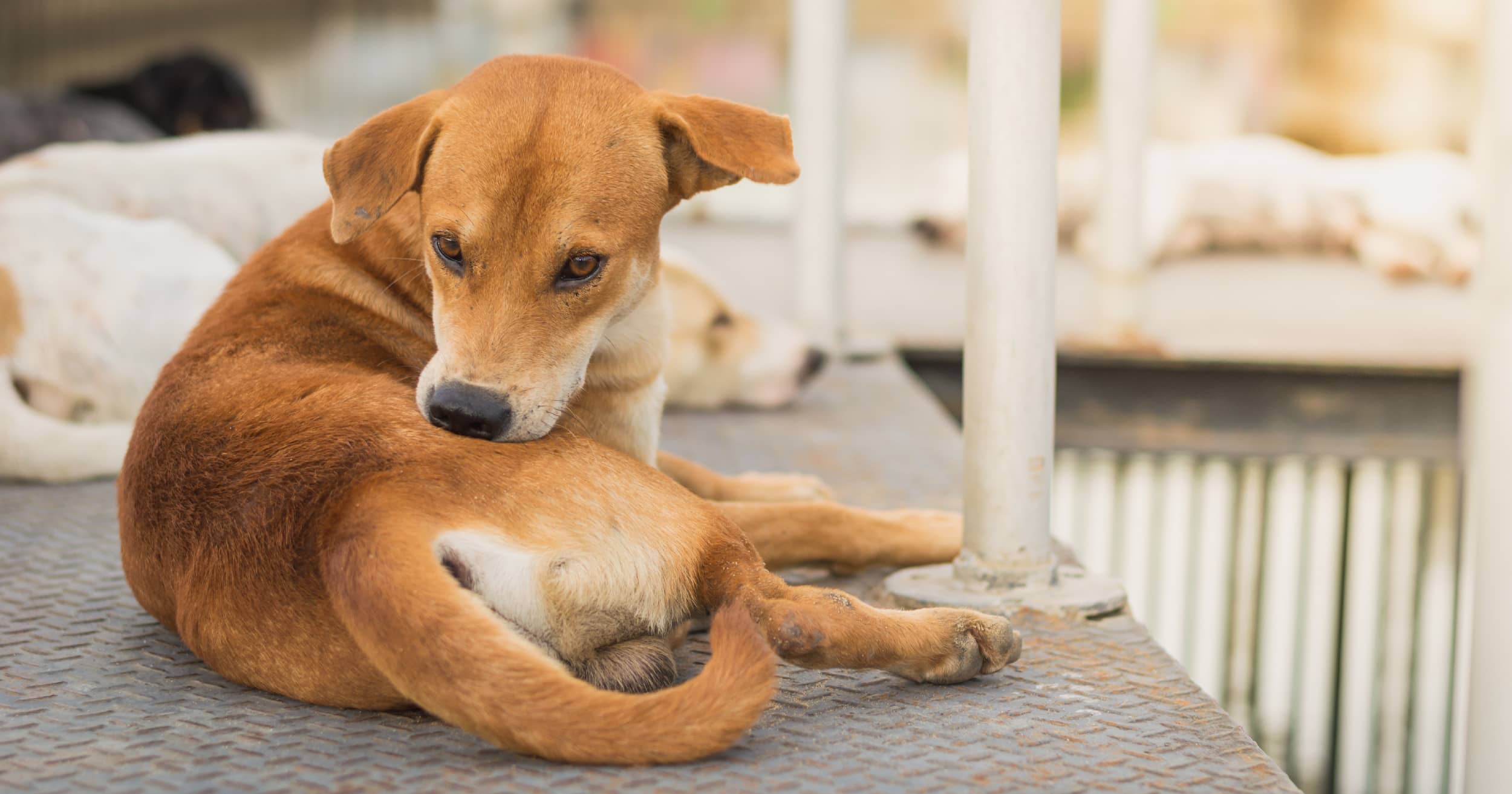 A young dog lying down and chewing on itchy fur.