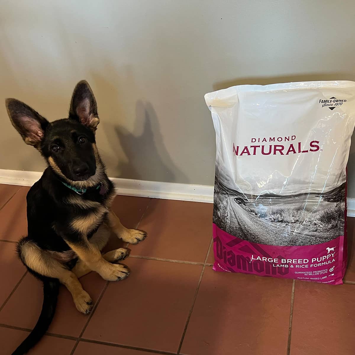 A young German shepherd puppy sitting on the floor next to a bag of Diamond Naturals Large Breed Puppy Lamb and Rice Formula.