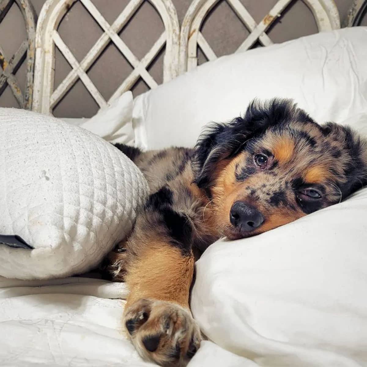 A young puppy lying on a white bed with its head on a soft pillow.