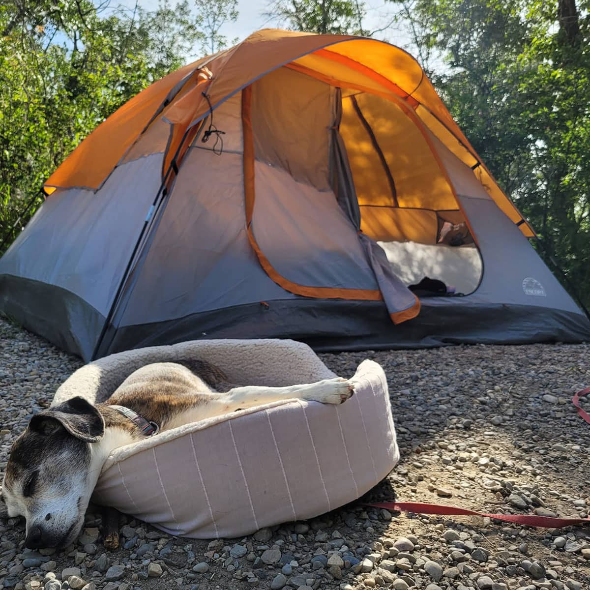 A dog sleeping in a bed outside of a tent at a camp site.