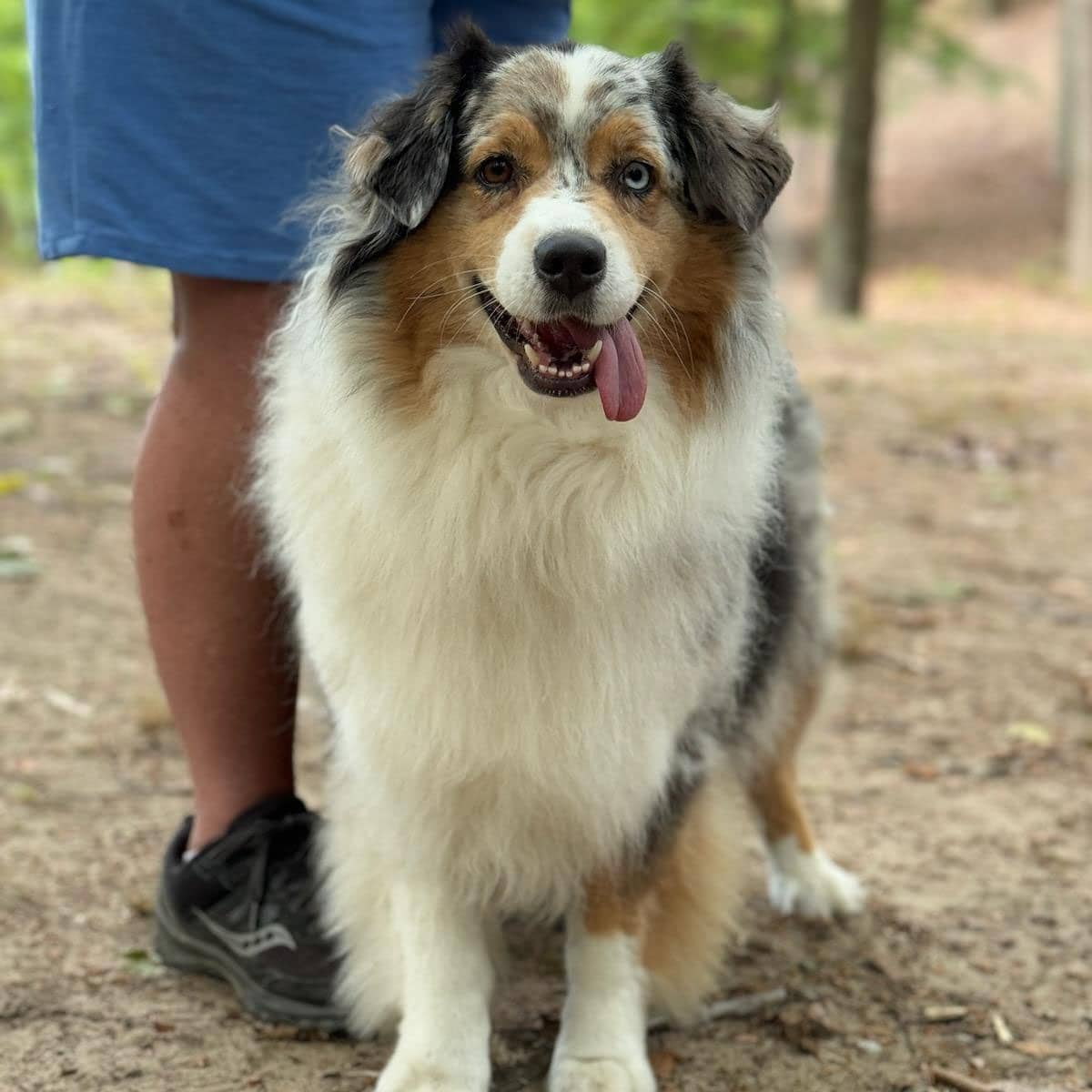 An Australian Shepherd standing on a trail in the woods next to its owner's feet.