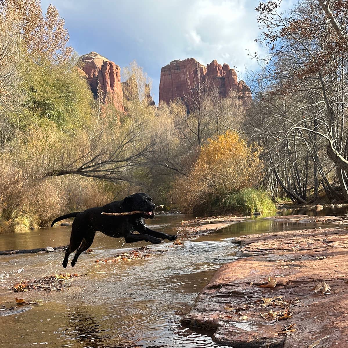 A black dog leaping through the air over a stream with a large stick in its mouth.