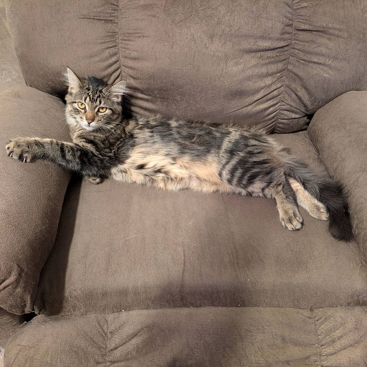 A black and tan striped cat lying stretched out on a large chair.