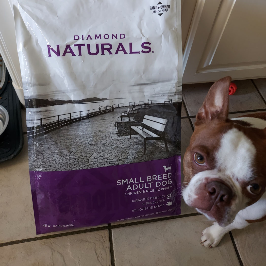 A Boston terrier sitting on the floor next to a bag of Diamond Naturals Small Breed Adult Dog Chicken and Rice Formula.