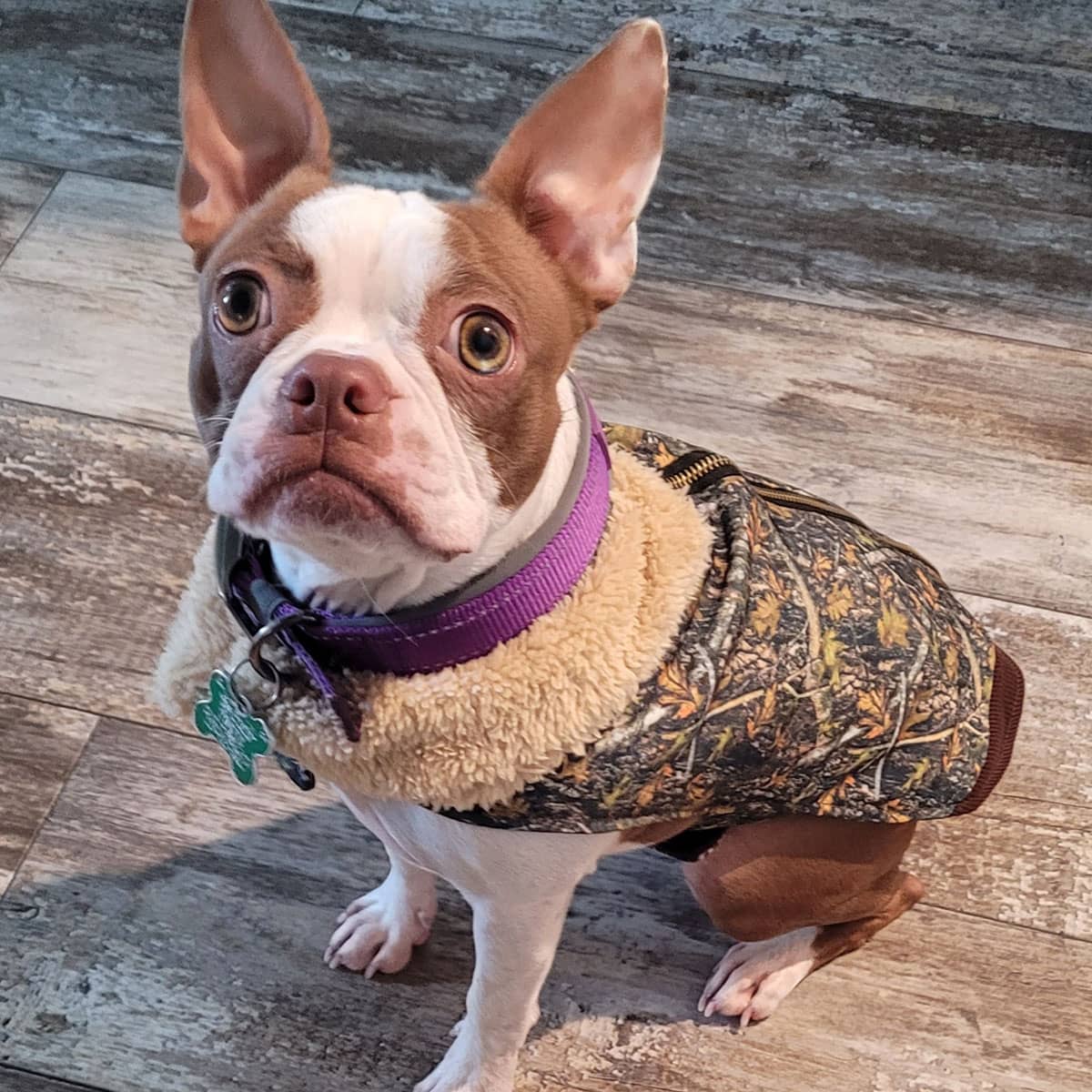A Boston terrier sitting on the floor wearing a colorful winter jacket and a purple collar.