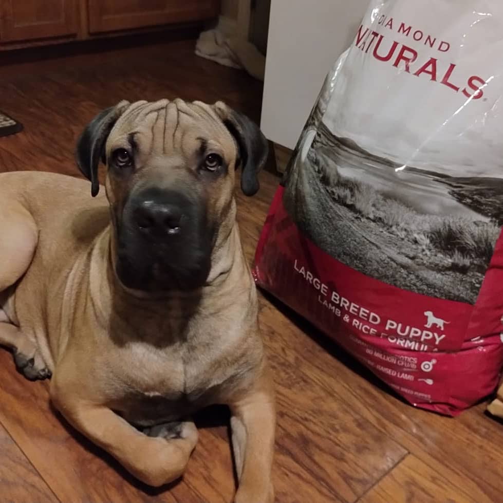 A brown dog lying on the floor next to a bag of Diamond Naturals Large Breed Puppy Lamb and Rice Formula.