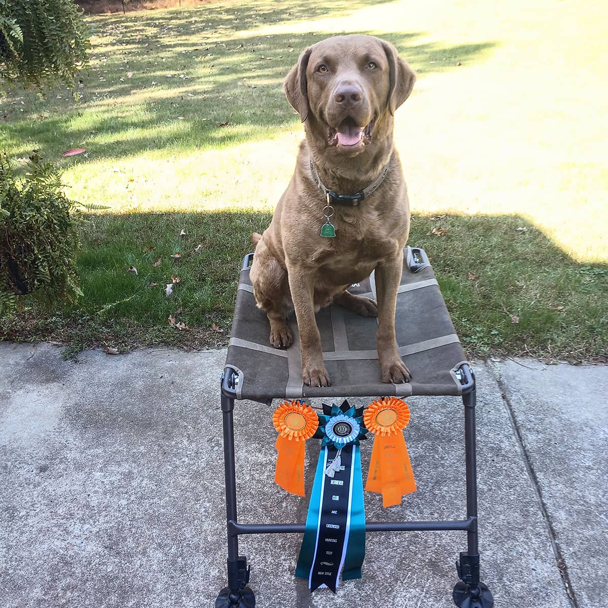 A brown dog sitting on a dog podium with three ribbons attached to the podium.