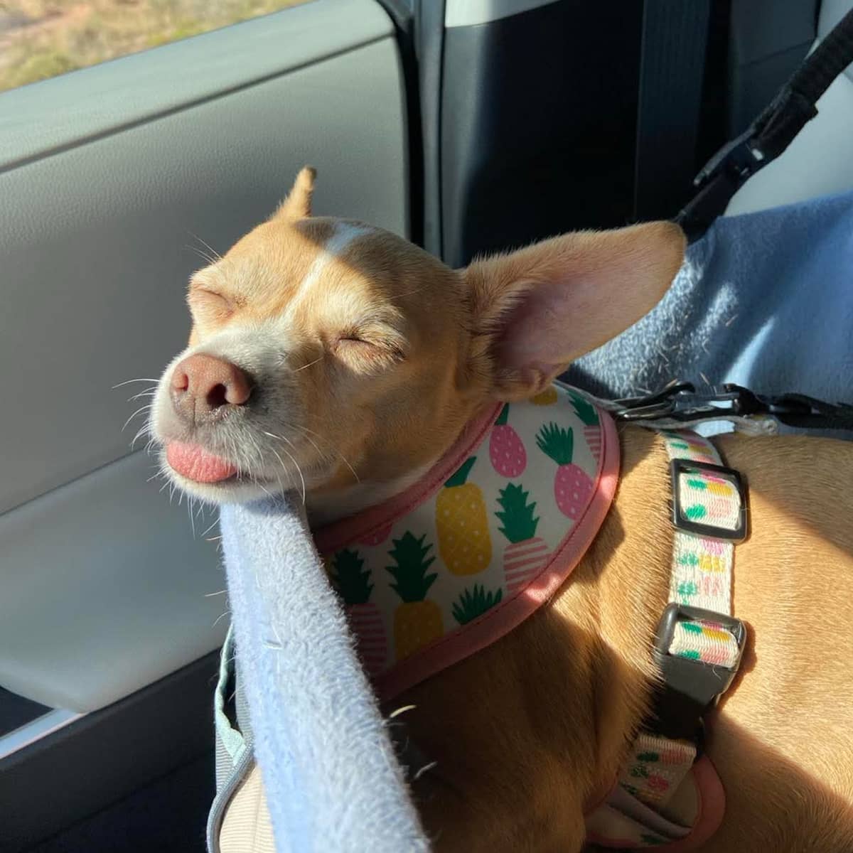 A Chihuahua wearing a harness with pineapples on it while sleeping in a dog carrier in the car.