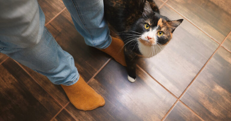 A close-up of a black, tan and white cat looking up while standing at the feet of its owner.