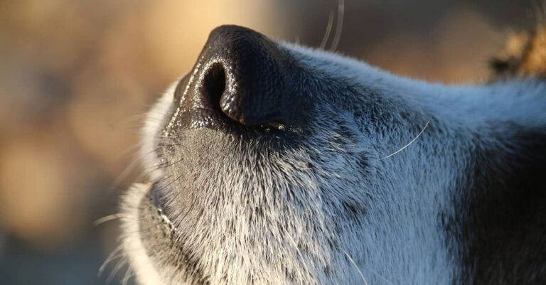 A close-up of a dog’s nose with sun shining in the background.