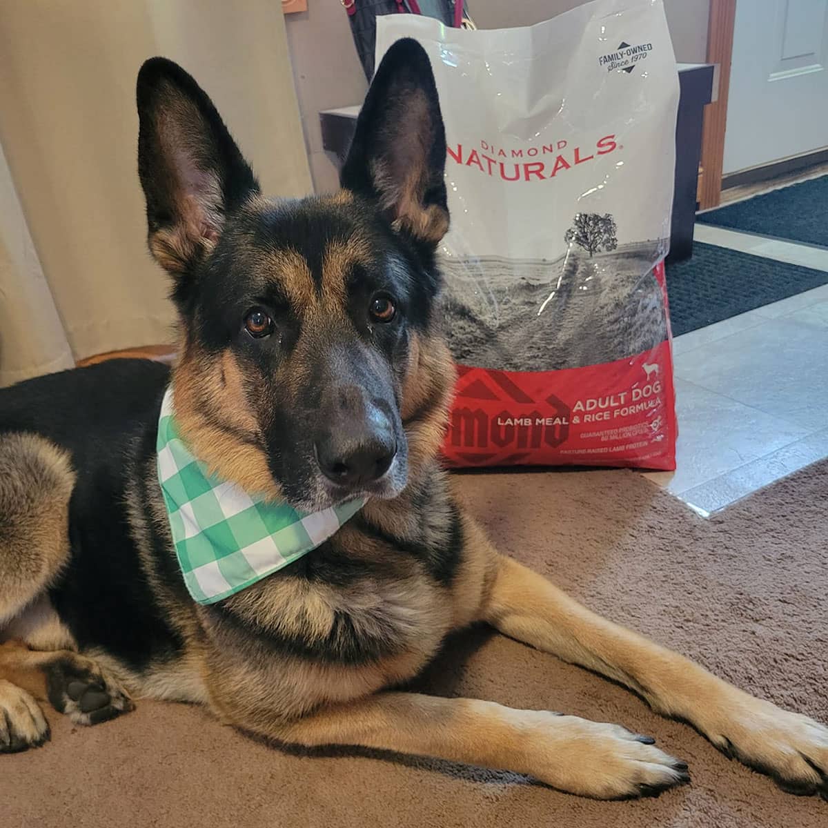 A German shepherd dog wearing a green bandana lying on the floor next to a bag of Diamond Naturals Adult Dog Lamb Meal and Rice Formula.