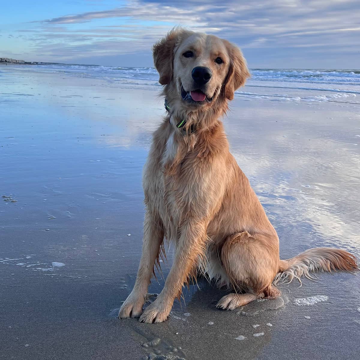 A golden retriever sitting on the beach during a sunset.