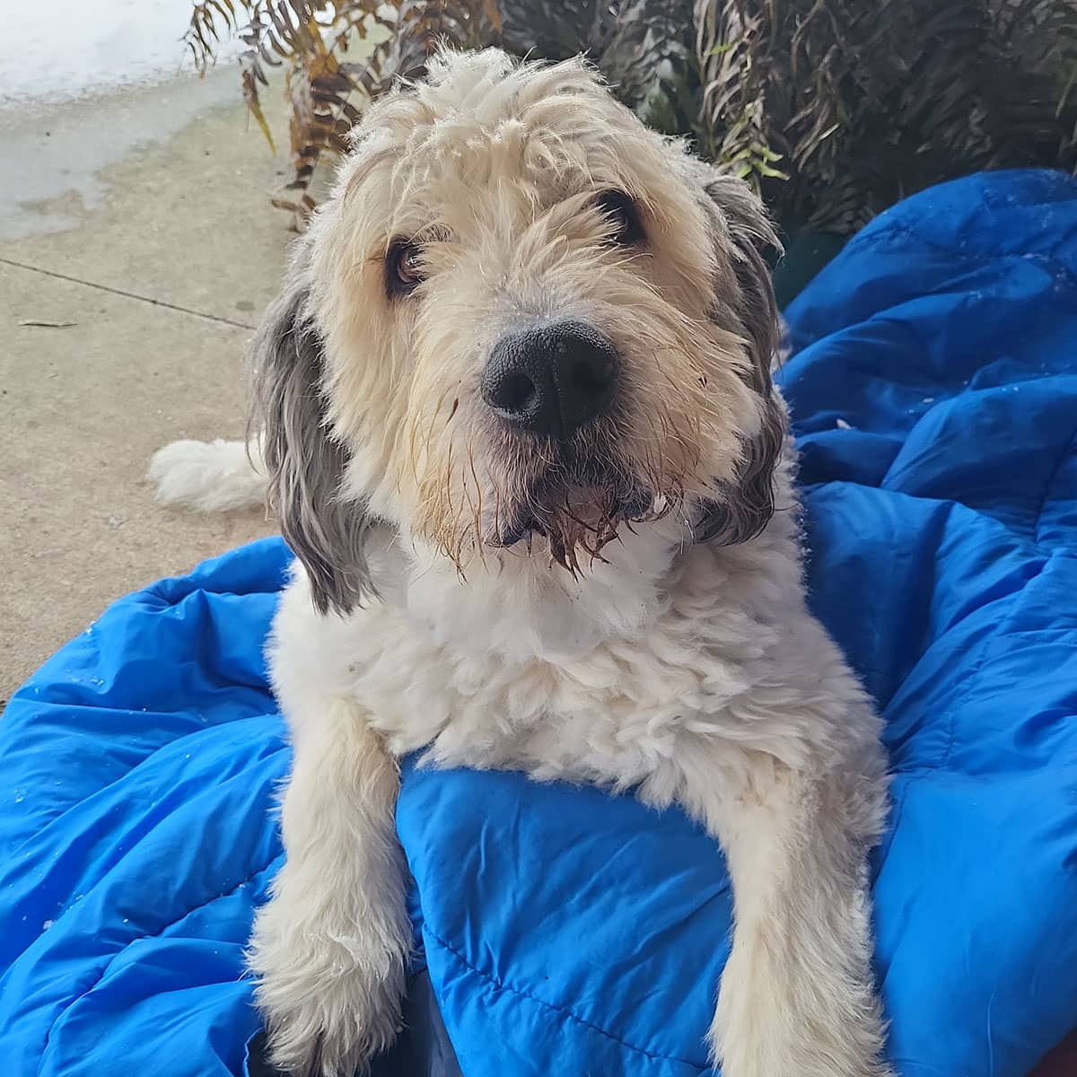 A gray and white dog lying on a blue blanket outside with snow on the ground in the background.