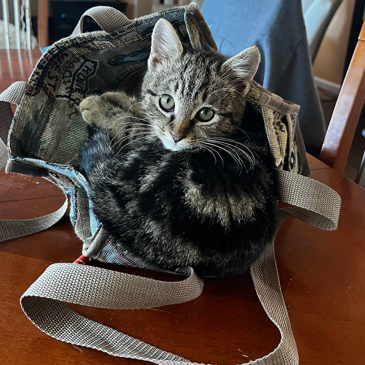 A small black and tan cat lying curled up inside a purse on top of a kitchen table.