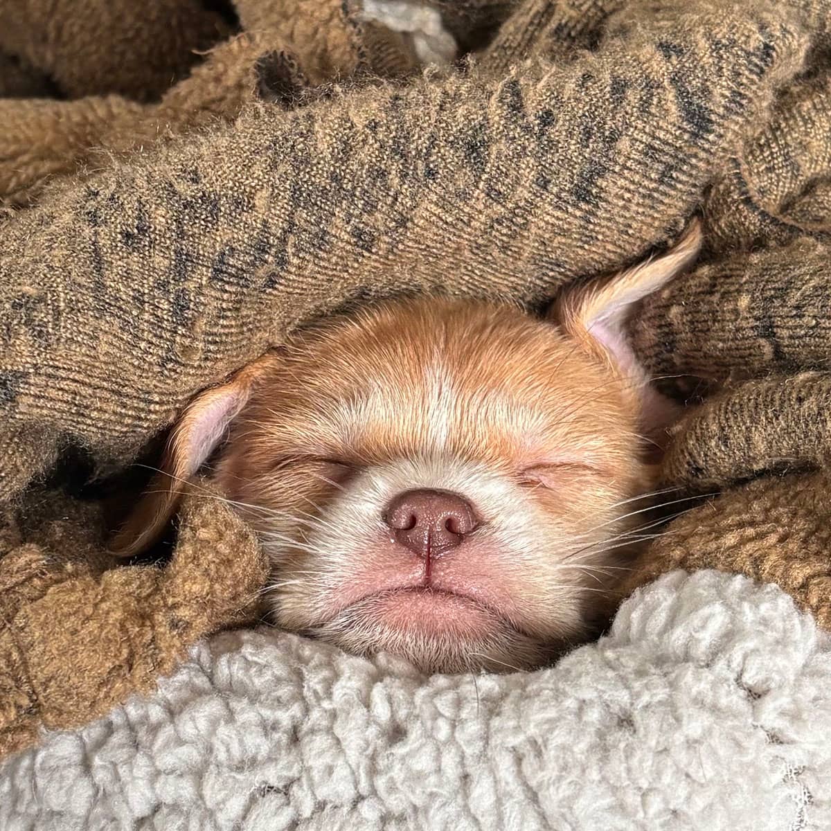 A small brown and white puppy sleeping while wrapped in blankets with only its head peeking out.
