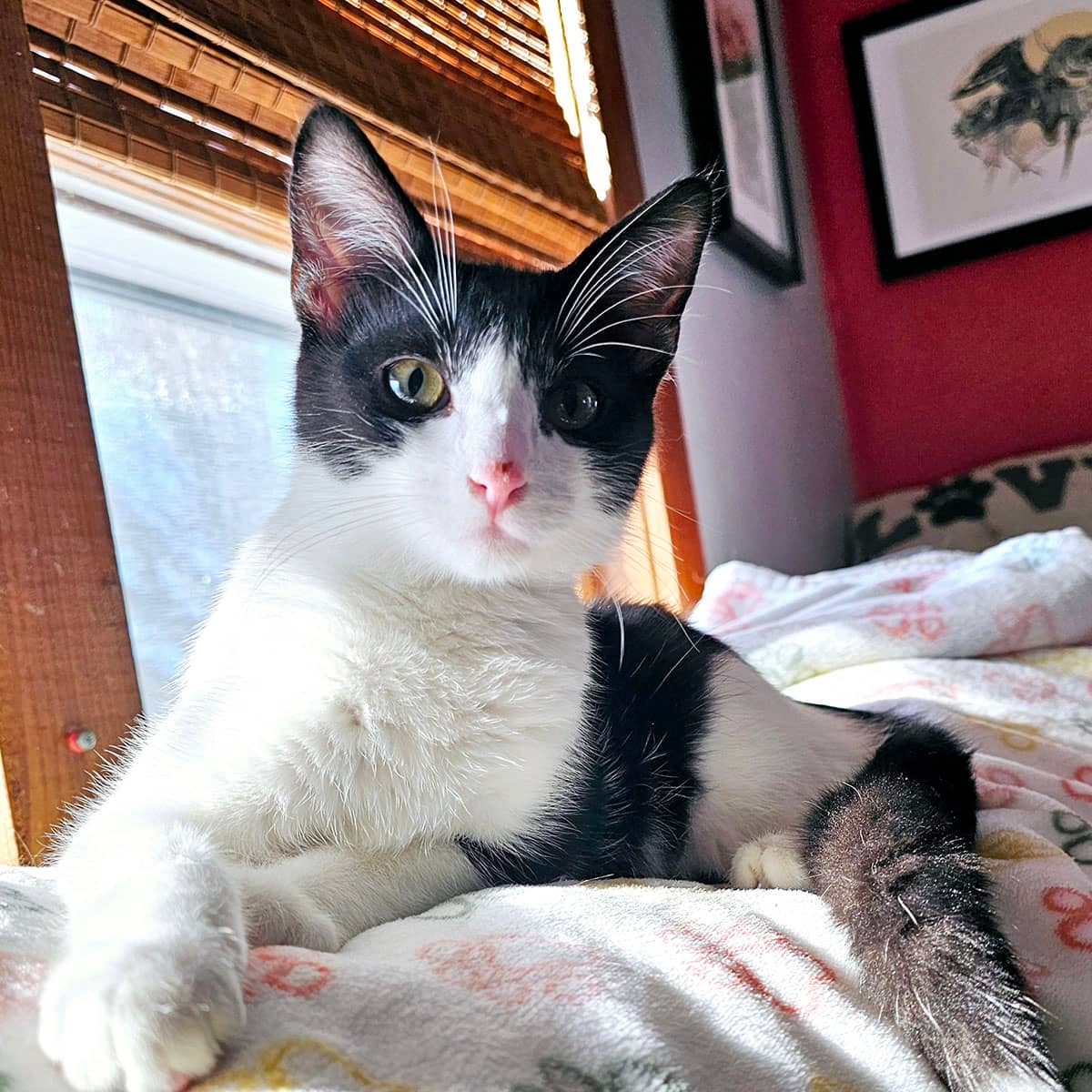 A white and black cat lying on a blanket next to a window.