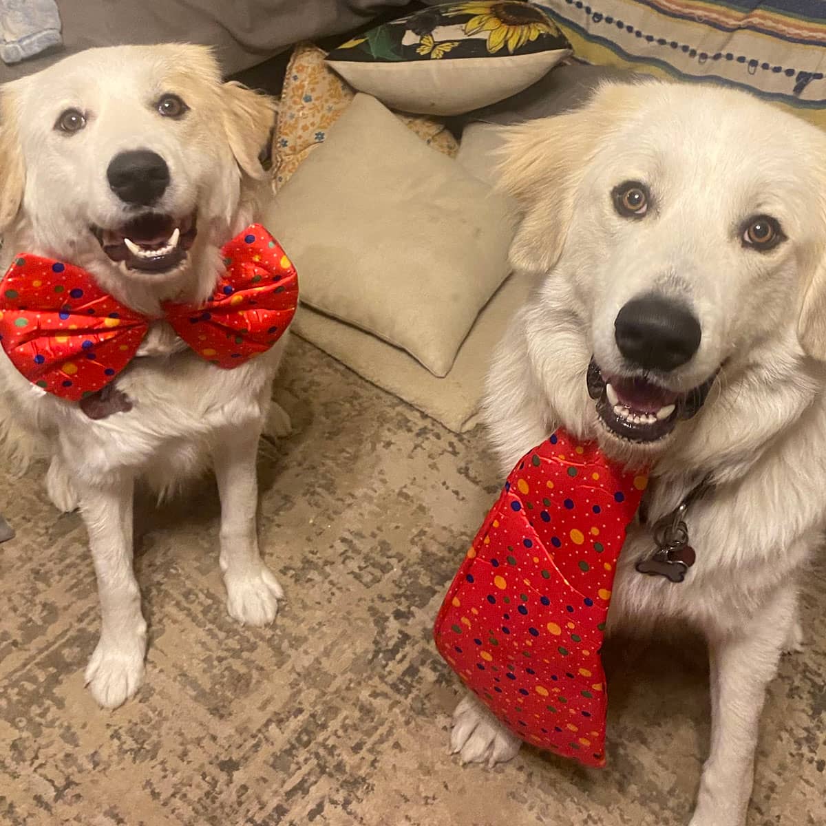 A white dog wearing a big red bow tie sitting next to another white dog wearing a big red necktie.