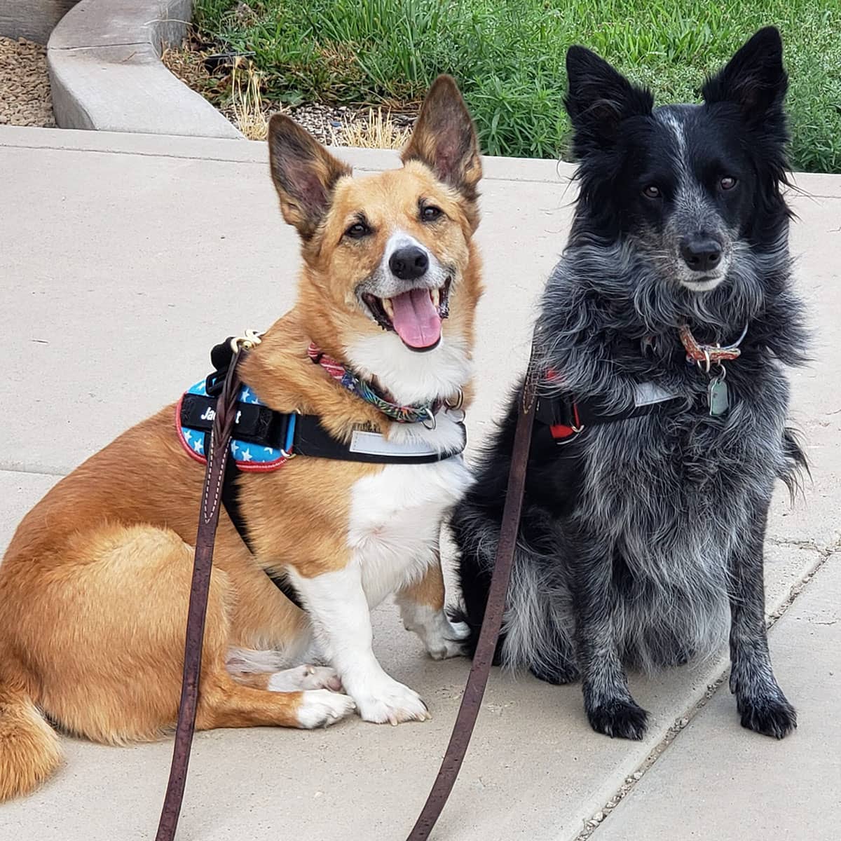 A white and tan dog on a leash sitting next to a black and gray dog on a leash sitting on a sidewalk.