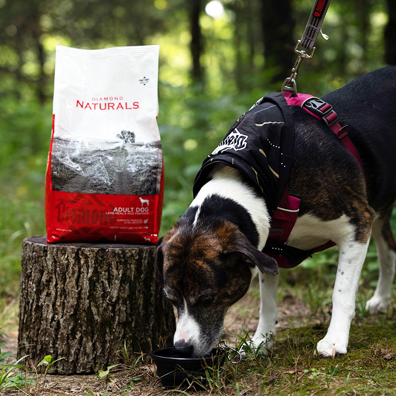 A black, brown and white dog on a leash in the forest eating kibble from a bowl next to a bag of Diamond Naturals Adult Dog Lamb Meal and Rice Formula.