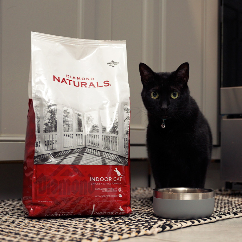 A black cat sitting on the floor in a kitchen next to a food dish and a bag of Diamond Naturals Indoor Cat Chicken and Rice Formula.
