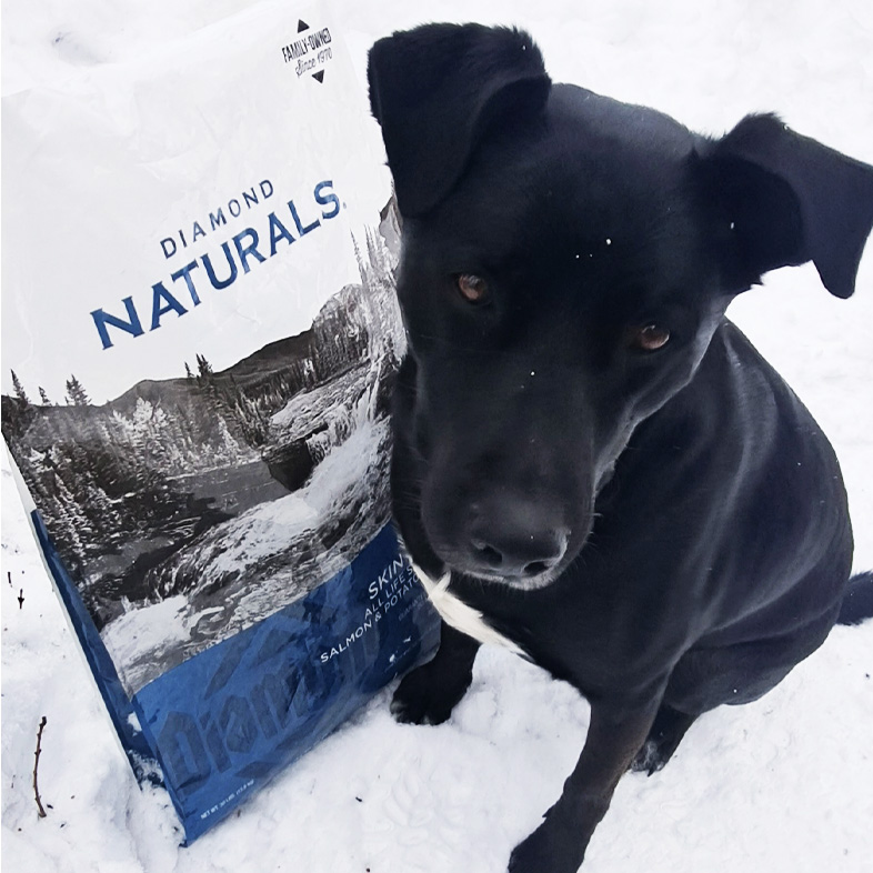 A black Labrador retriever sitting in the snow next to a bag of Diamond Naturals Skin and Coat All Life Stages Dog Salmon and Potato Formula.
