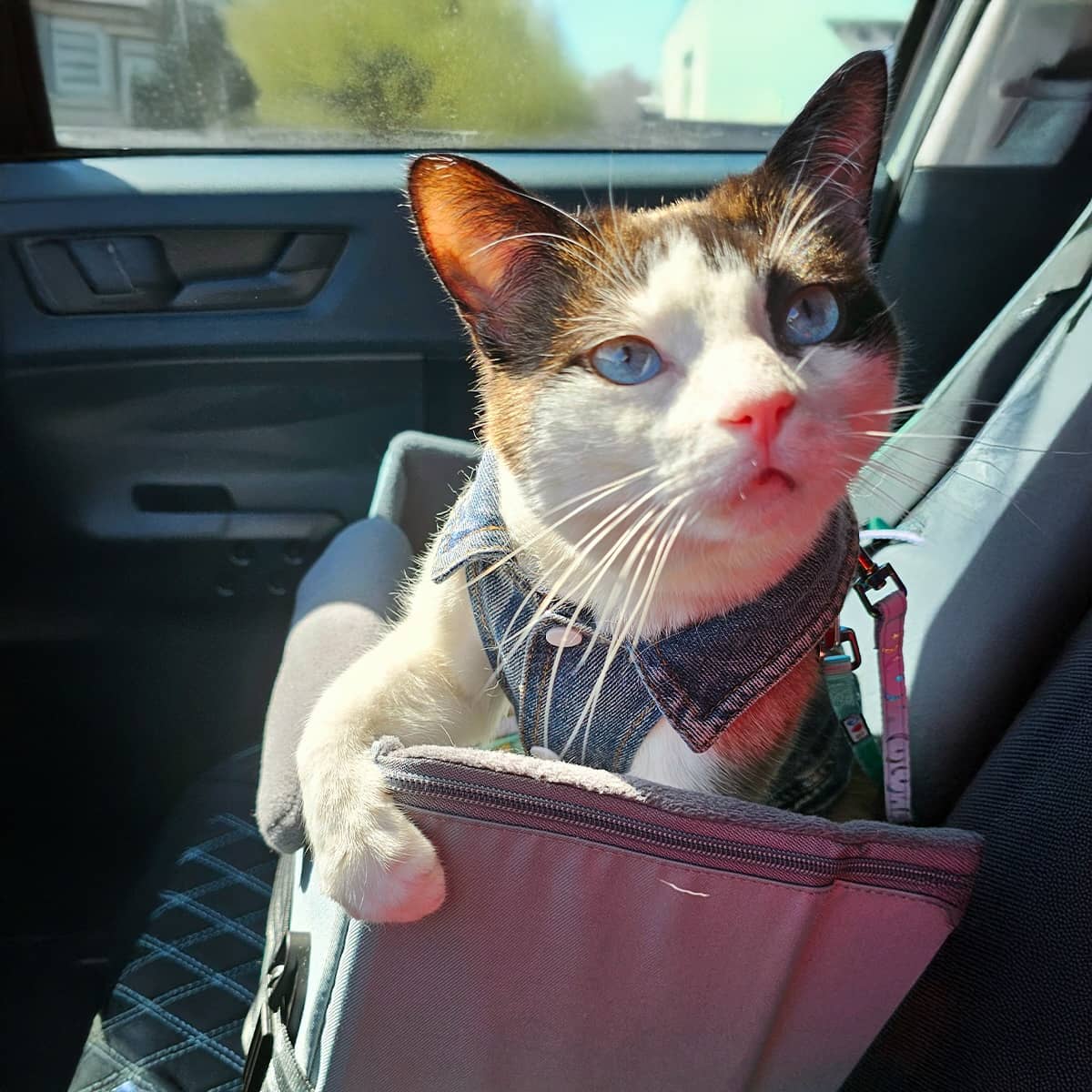 A black, white and brown cat sitting in the front seat of a car inside a cat carrier.