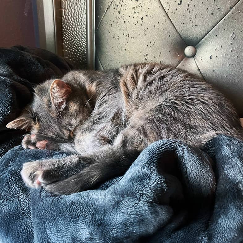 A brown cat sleeping comfortably while curled up on a blue blanket.