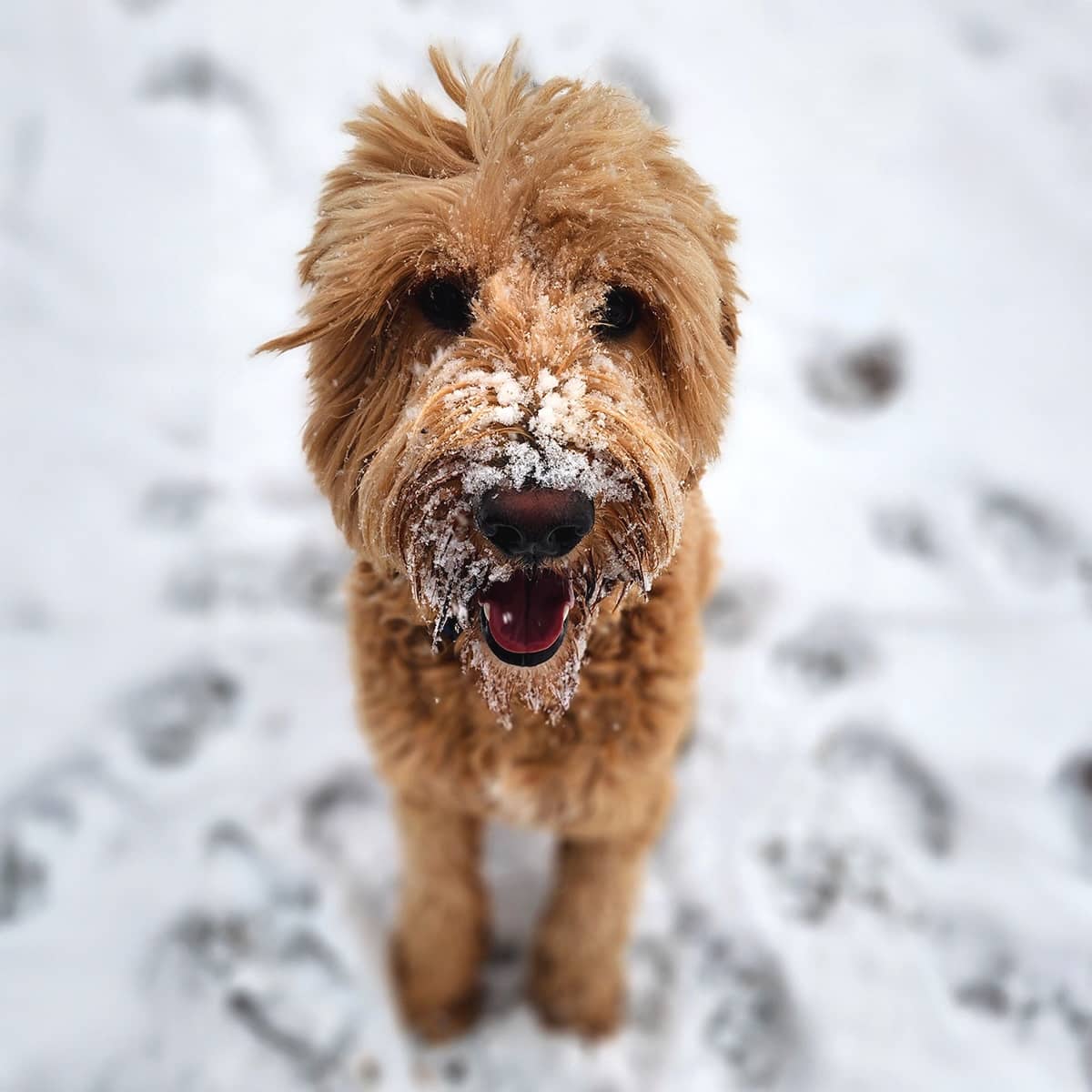 A brown dog standing outside in the snow with snow on its face.