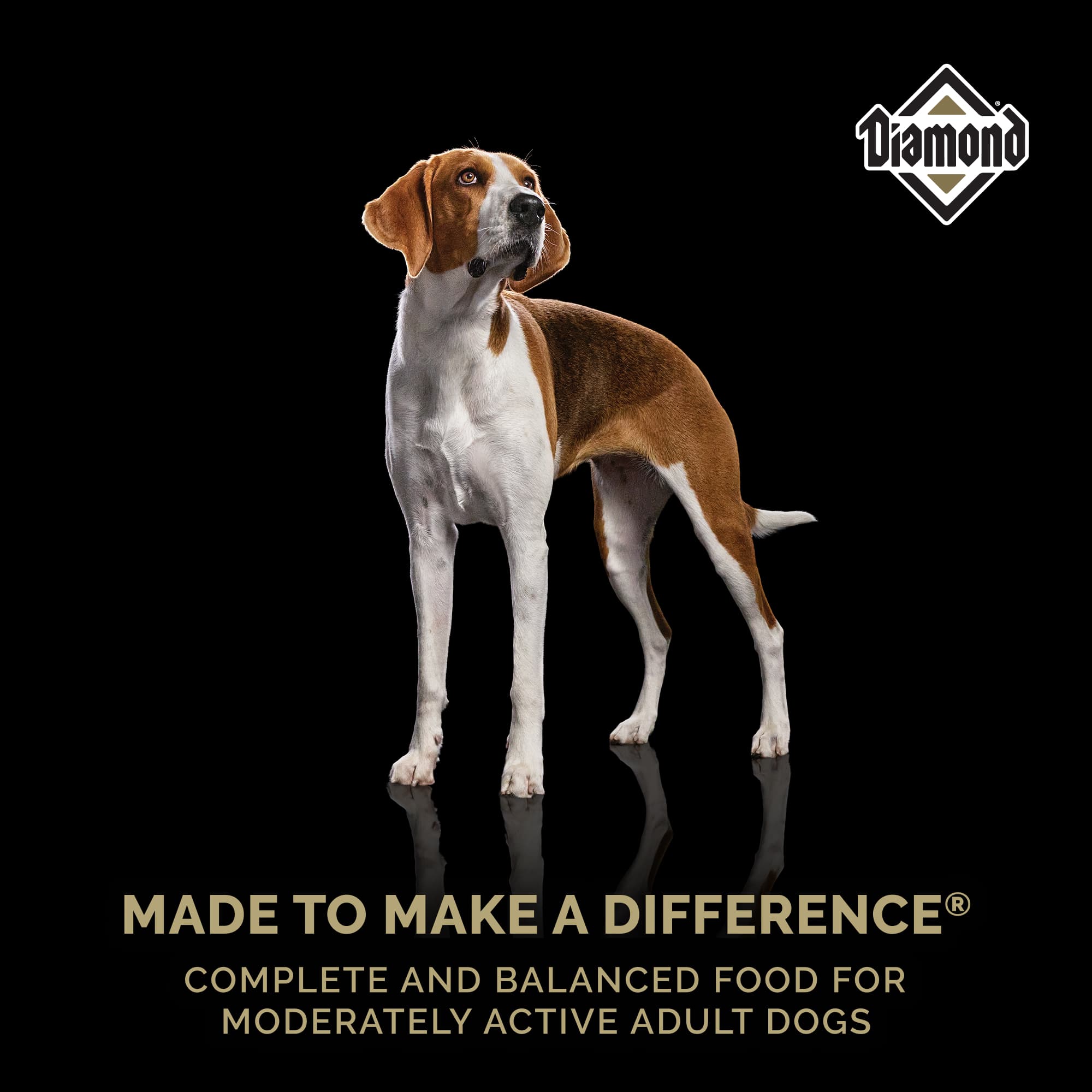 A brown long-haired dog standing above text that reads, ‘Made to Make a Difference - Complete and balanced food for moderately active adult dogs’.