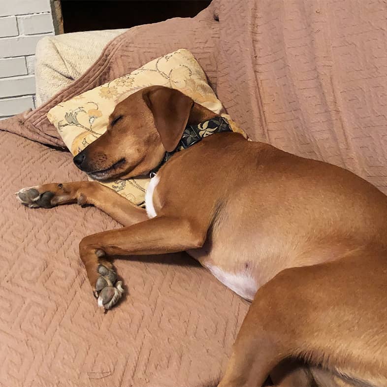 A brown and white dog lying its head on a yellow pillow while sleeping comfortably on a couch.