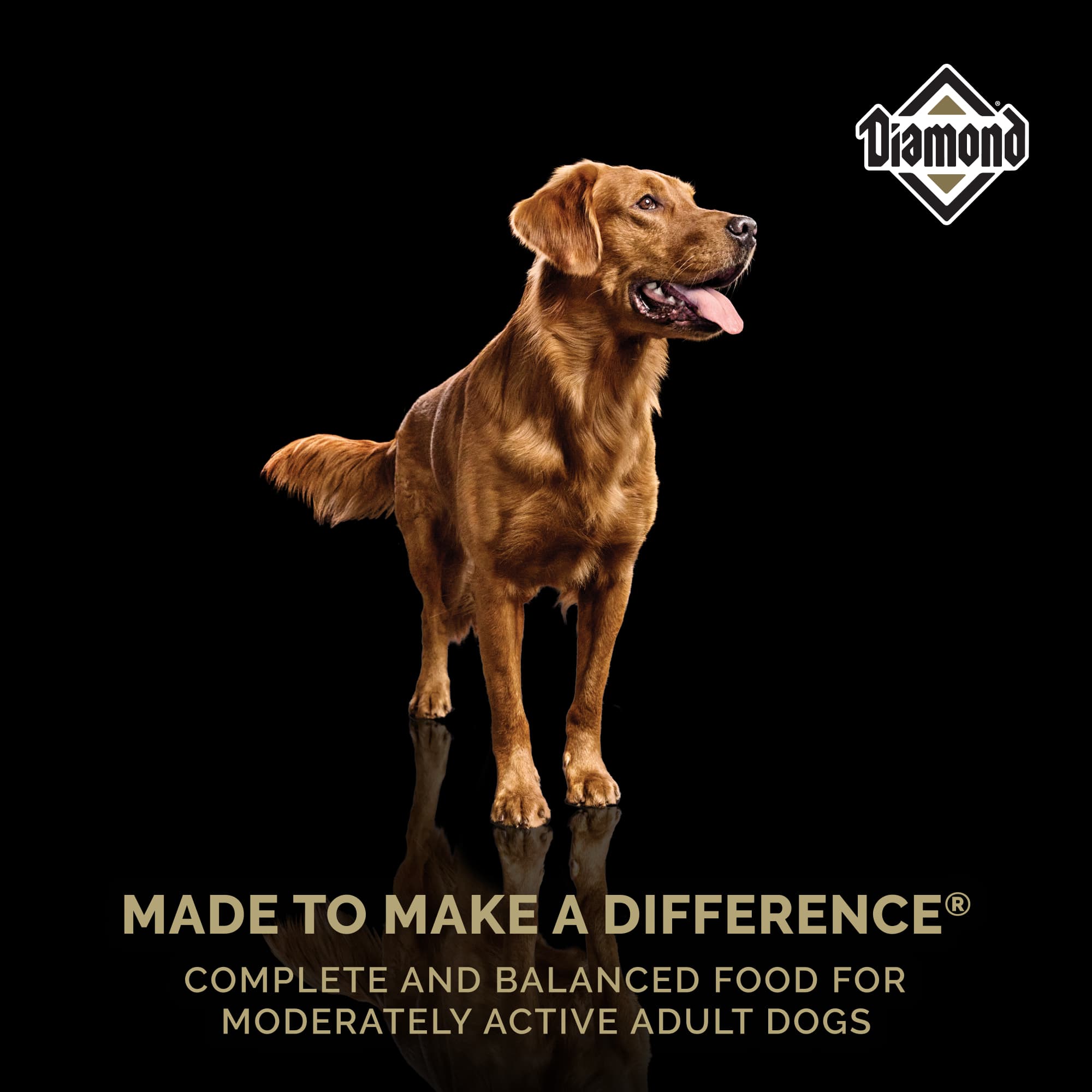 A golden dog standing above text that reads, ‘Made to Make a Difference - Complete and balanced food for moderately active adult dogs’.
