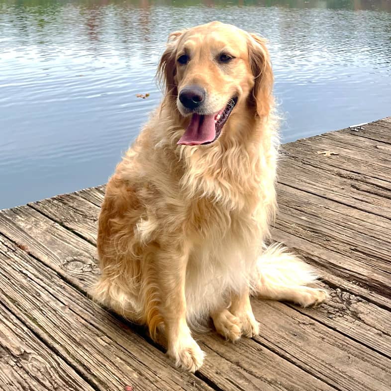 A golden retriever sitting on a dock in front of a lake.