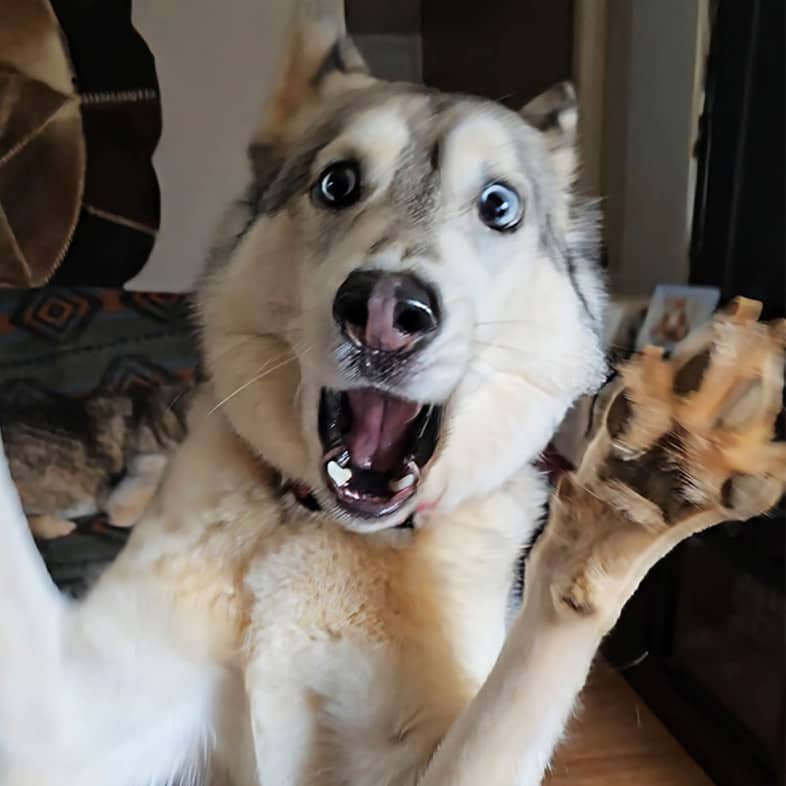 A gray and white dog excitedly lunging its two front paws into the air.