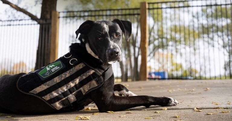 Gregory, a boxer/Labrador mix, lying outside wearing a Warriors’ Best Friend harness.