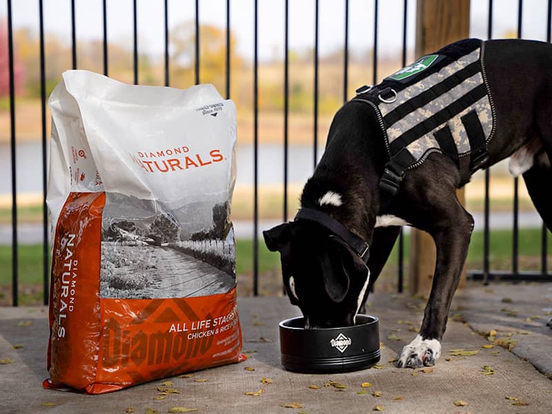 Gregory, a boxer/Labrador mix, standing outside eating Diamond Naturals All Life Stages Dog Chicken & Rice Formula from a Diamond Pet Foods bowl.