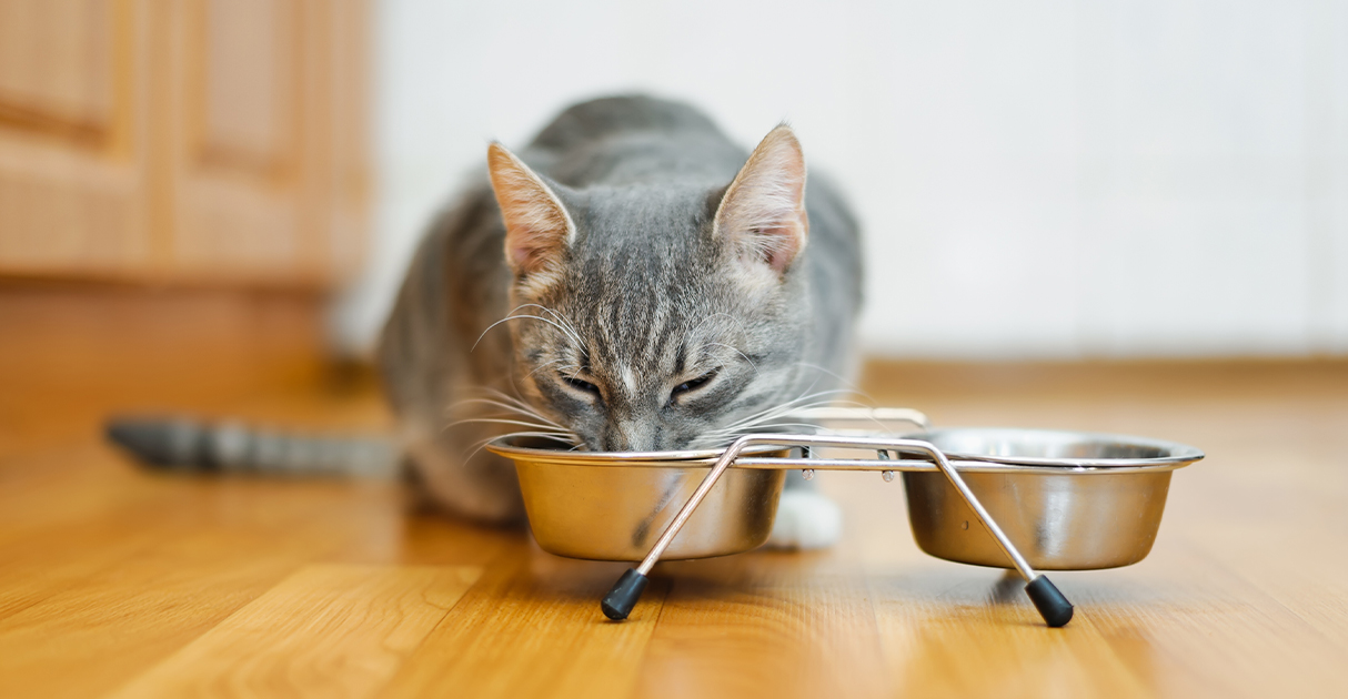 A cat eating food from a metal bowl on the floor.