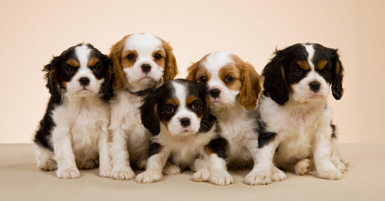 A group of young puppies huddle together on the floor.