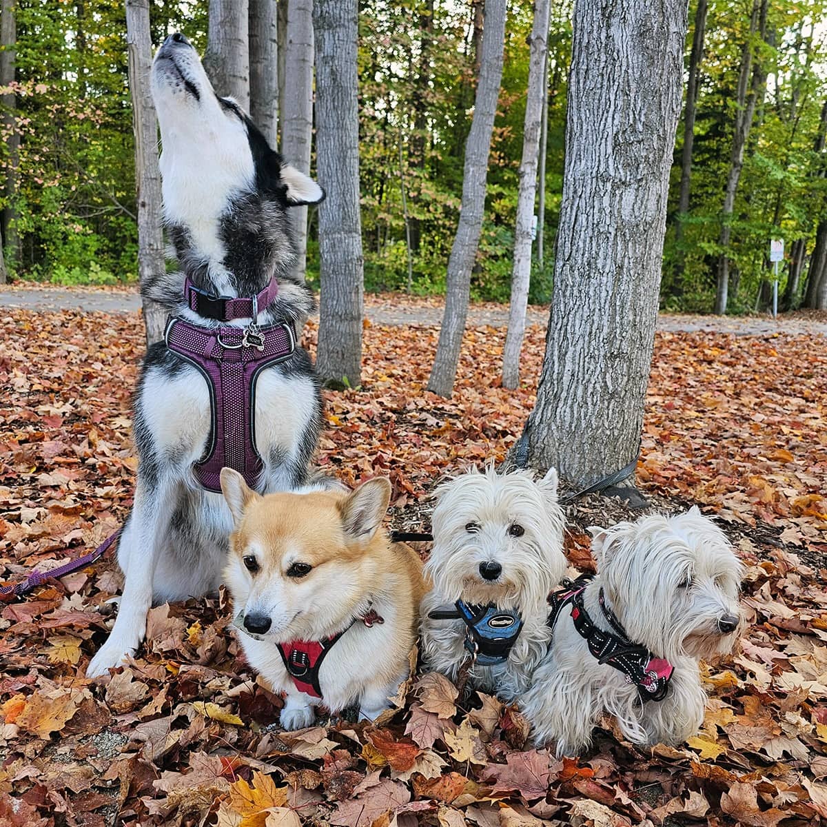 A husky, a Pembroke corgi and two small terrier dogs all sitting together in the woods.