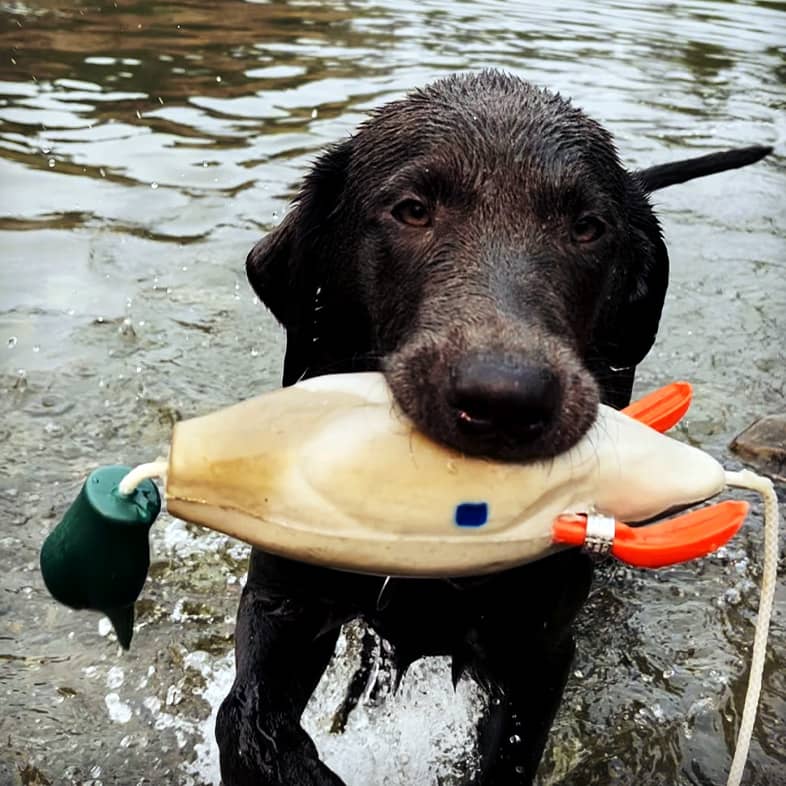 A Labrador retriever holding a toy duck in its mouth while walking through shallow water.